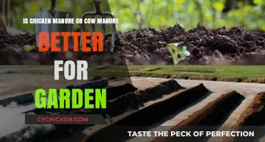 Chicken or Cow Manure: Which is the Garden Superfood?