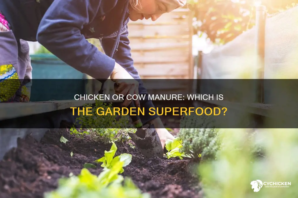 is chicken manure or cow manure better for garden