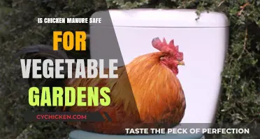 Using Chicken Manure in Vegetable Gardens: Safe or Risky Practice?