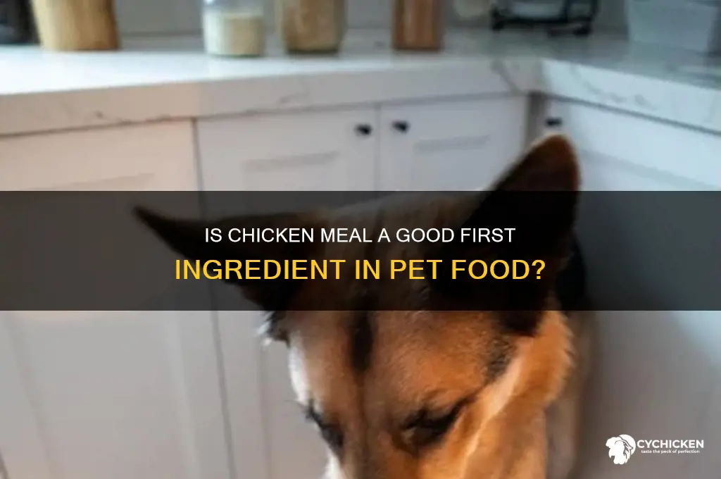 is chicken meal an okay first ingredients