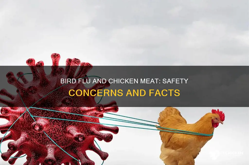 is chicken meat affected by bird flu