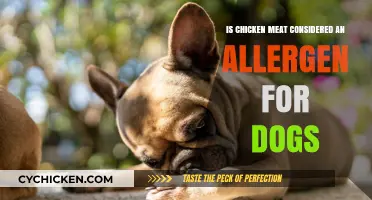 Is Chicken Meat a Dog Allergen? Facts and Myths Explained