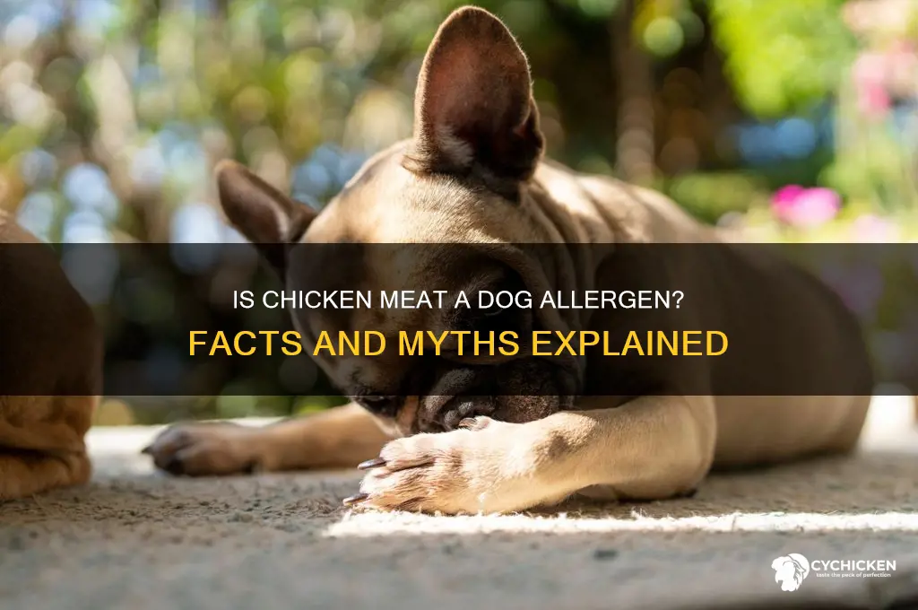 is chicken meat considered an allergen for dogs