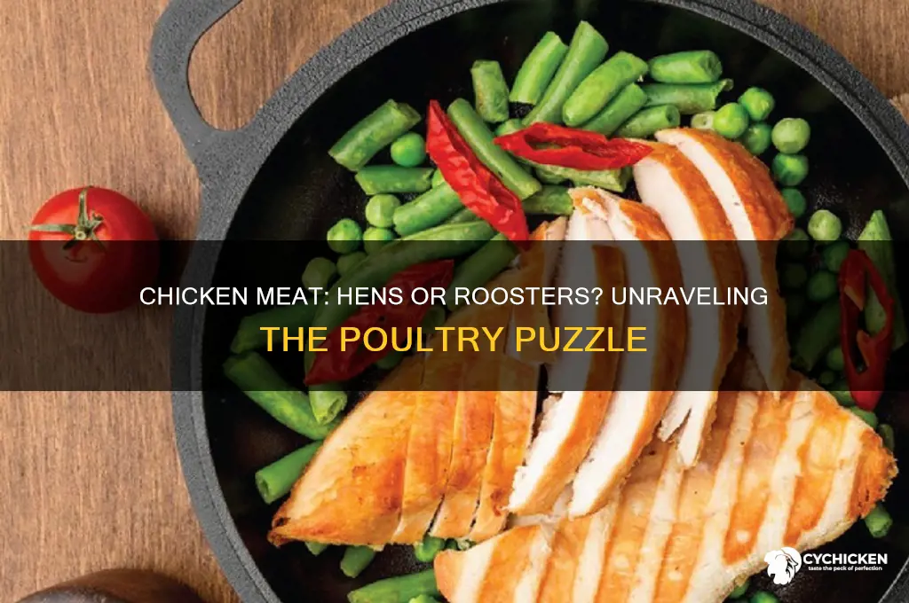 is chicken meat from hens or roosters