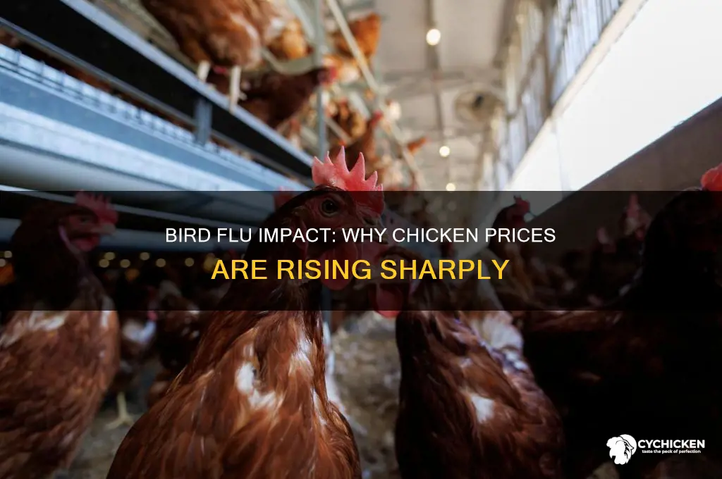 is chicken more expensive because of bird flu