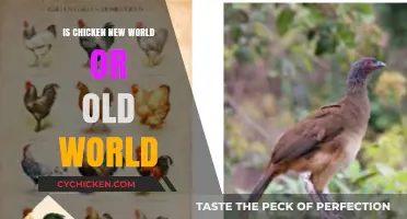 Chicken's Origin: Old World Roots or New World Discovery?