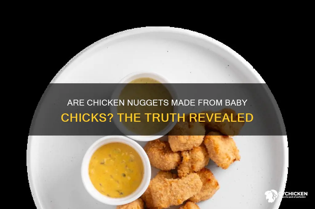is chicken nuggets baby chicks