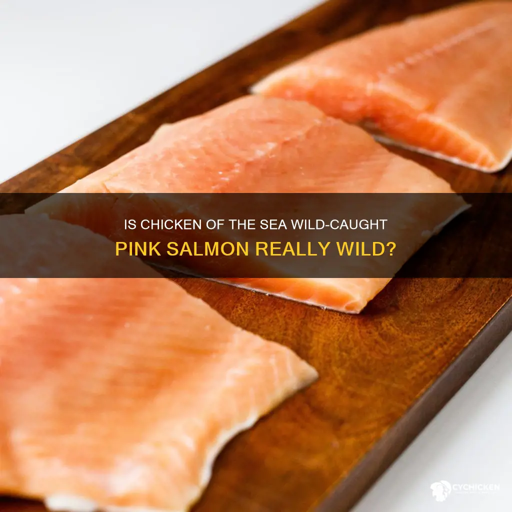 is chicken of the sea pink salmon wild caught