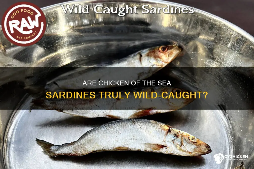 is chicken of the sea sardines wild