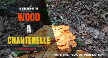 Chicken of the Wood vs. Chanterelles: Unraveling the Mushroom Mystery