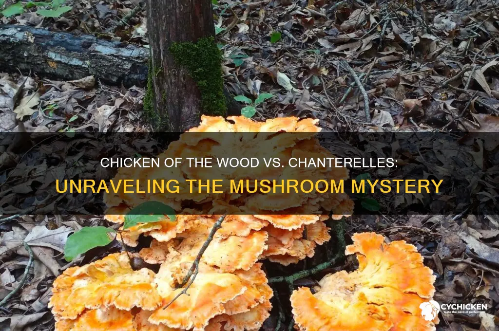 is chicken of the wood a chanterelle