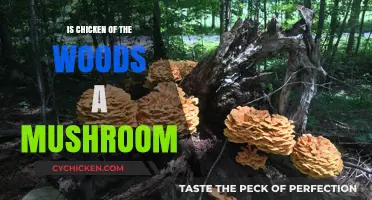 Is Chicken of the Woods a Mushroom? Unveiling the Truth