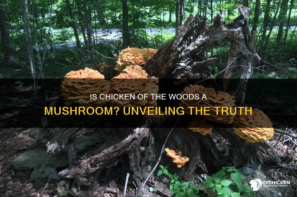 is chicken of the woods a mushroom