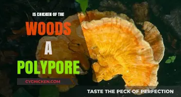 Is Chicken of the Woods a Polypore? Exploring Its Fungal Classification