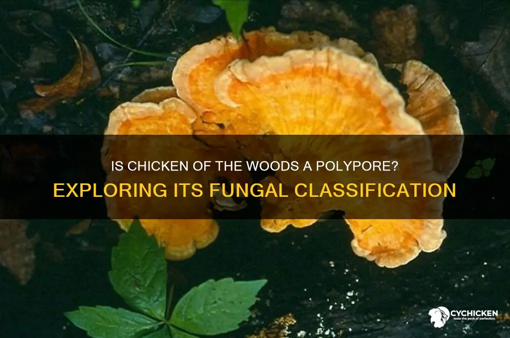 is chicken of the woods a polypore