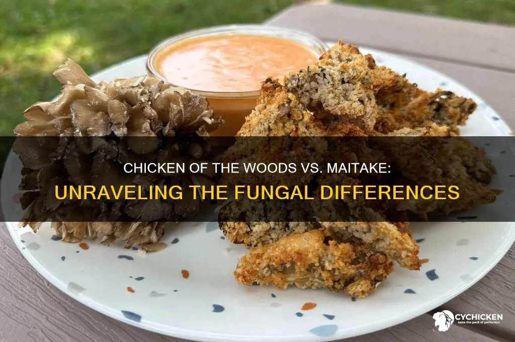 is chicken of the woods different from maitake