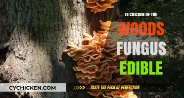 Is Chicken of the Woods Edible? A Guide to Safe Foraging
