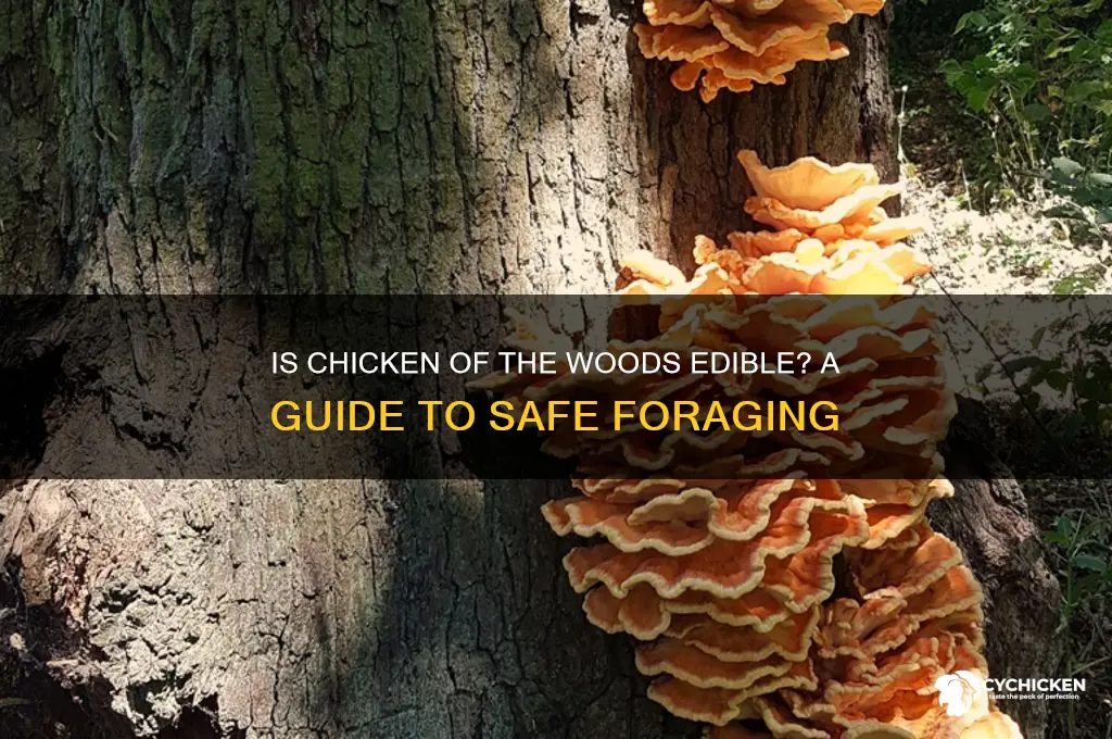 is chicken of the woods fungus edible
