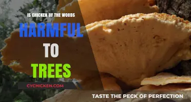 Is Chicken of the Woods Harmful to Trees? Exploring the Impact
