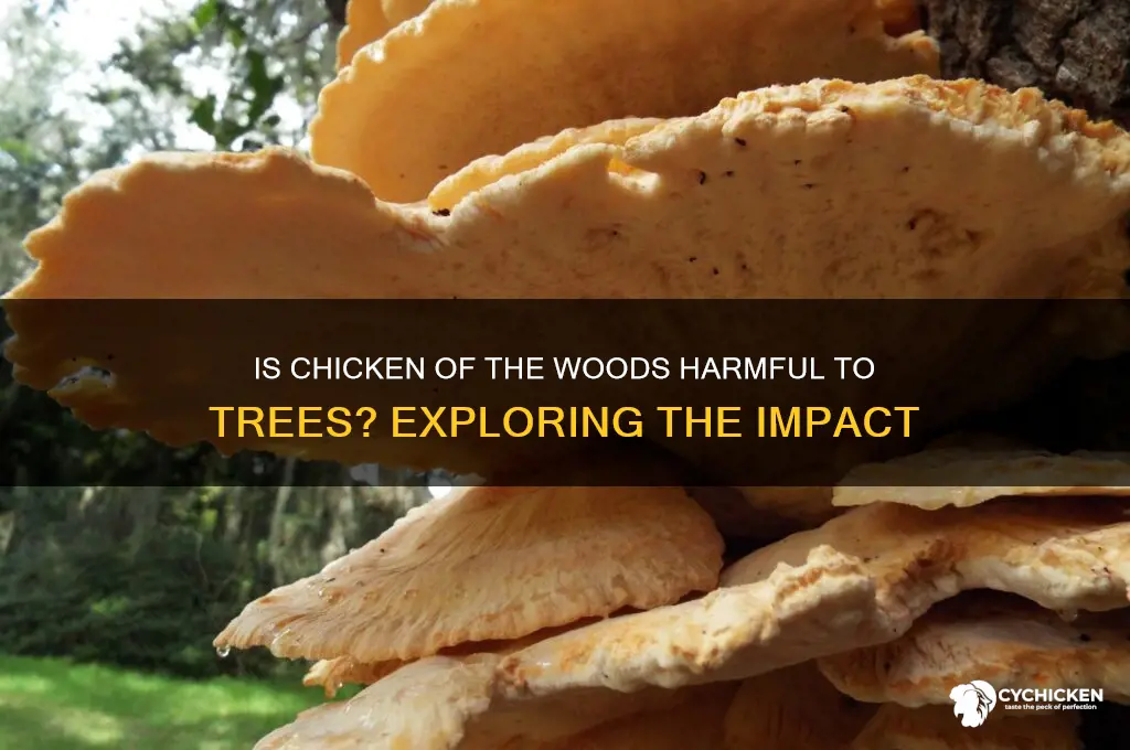 is chicken of the woods harmful to trees