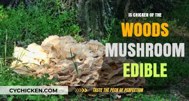 Is Chicken of the Woods Mushroom Edible? A Tasty Guide