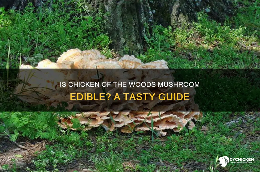 is chicken of the woods mushroom edible