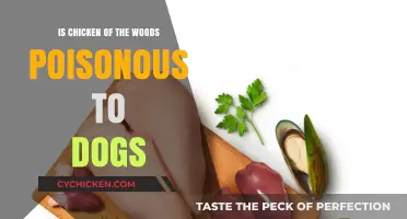 Is Chicken of the Woods Safe for Dogs? Toxicity Explained