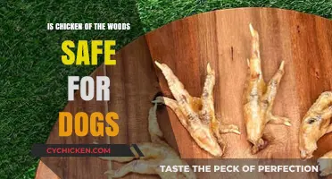 Can Dogs Eat Chicken of the Woods? Safety Guide for Pet Owners