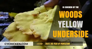 Chicken of the Woods: Exploring the Yellow Underside Myth or Fact?