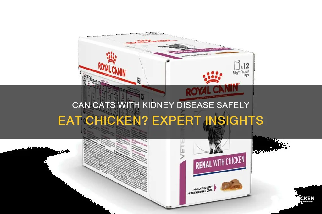 is chicken ok for cats with kidney disease