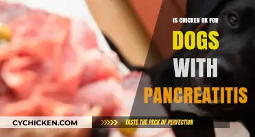 Can Dogs with Pancreatitis Eat Chicken? Vet-Approved Diet Tips