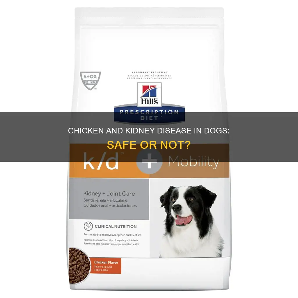 is chicken ok to give a dog with kidney disease