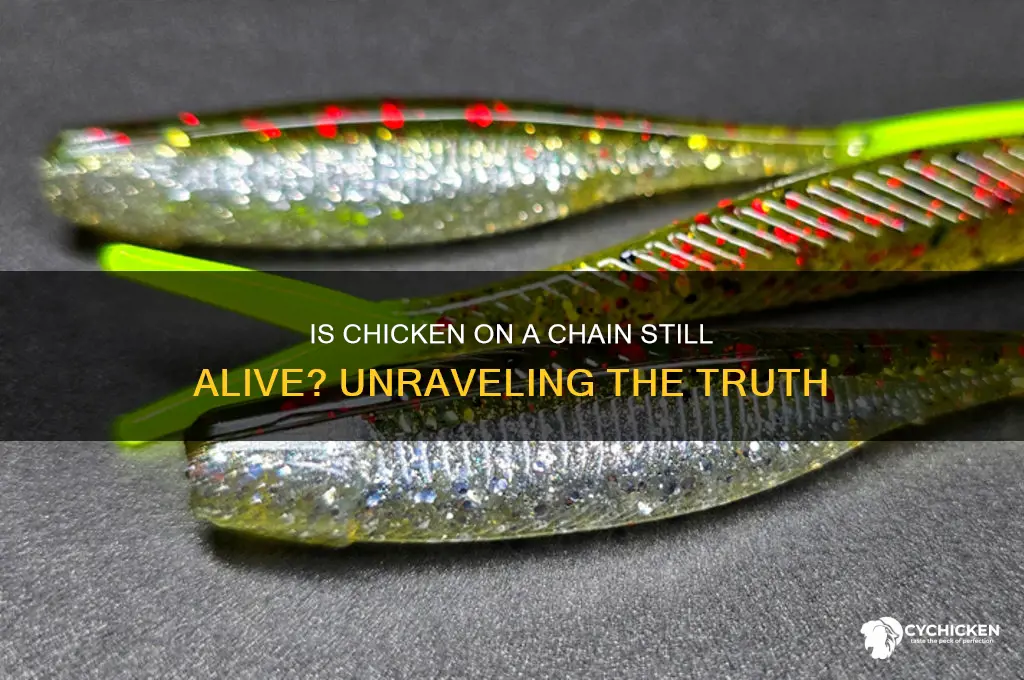 is chicken on a chain still alive