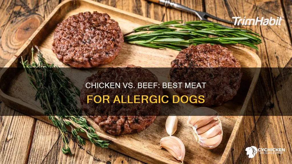 is chicken or beef better for dogs with allergies