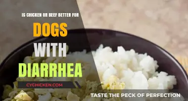 Chicken or Beef: Which Protein is Safer for Dogs with Diarrhea?