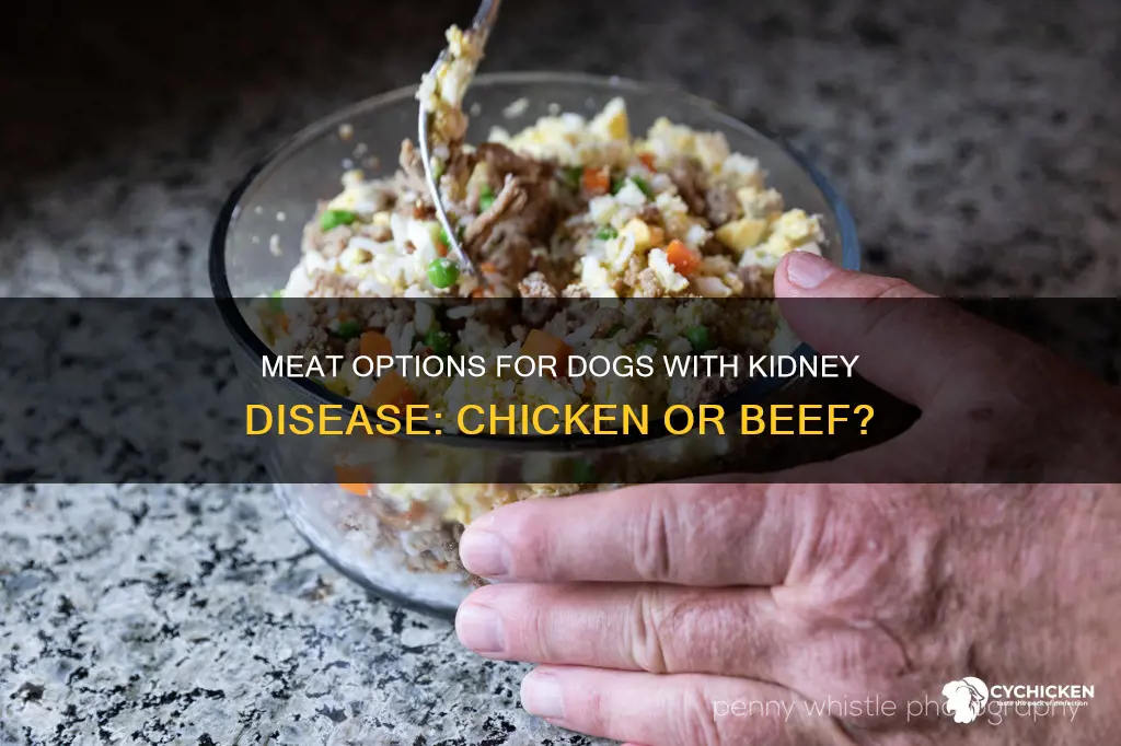is chicken or beef better for dogs with kidney disease