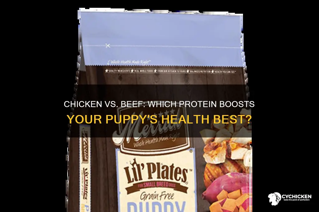 is chicken or beef better for puppies