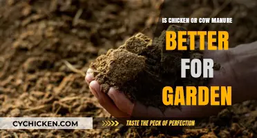 Chicken vs. Cow Manure: Which Boosts Your Garden Best?
