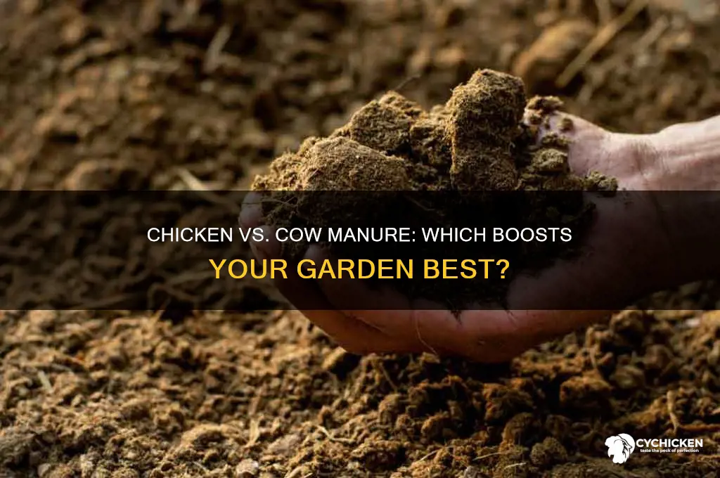 is chicken or cow manure better for garden