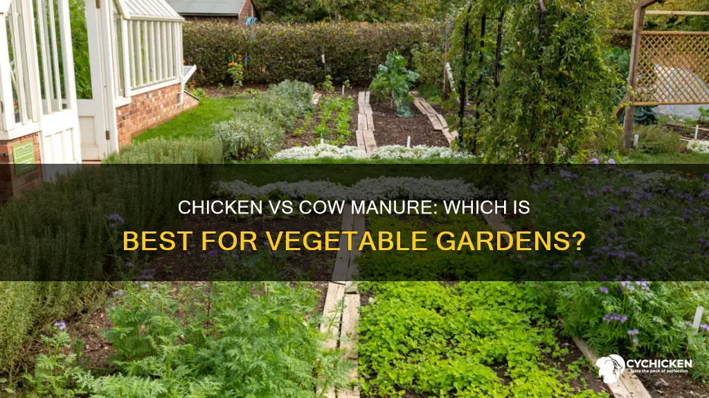 is chicken or cow manure better for vegetable garden