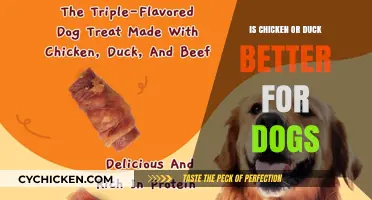 Chicken vs. Duck: Which Protein is Better for Your Dog?