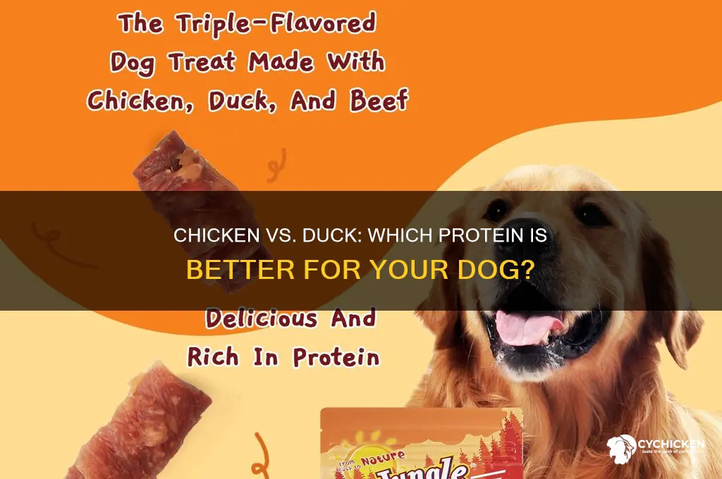 is chicken or duck better for dogs
