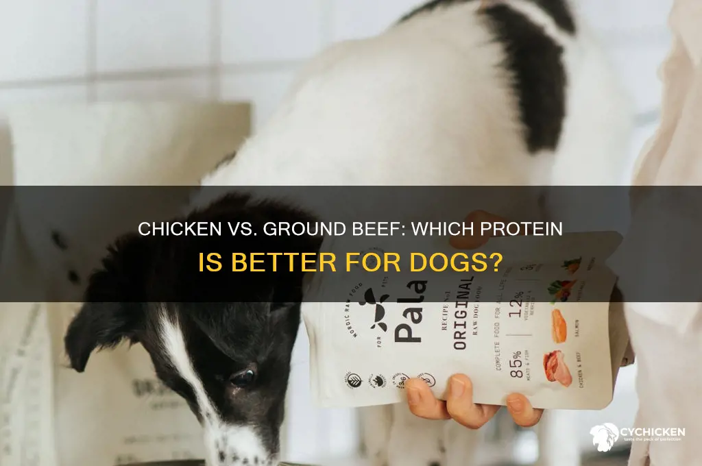 is chicken or ground beef better for dogs