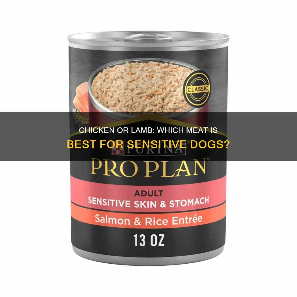 is chicken or lamb better for dog with sensitive stomach