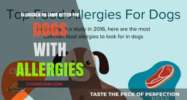 Chicken or Lamb: Which Meat is Better for Allergic Dogs?