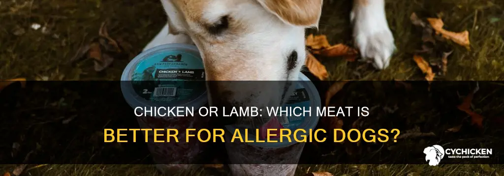 is chicken or lamb better for dogs with allergies
