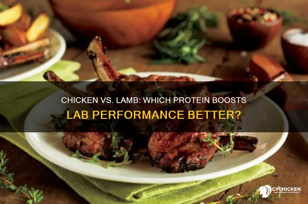 is chicken or lamb better for labs