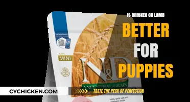 Chicken vs. Lamb: Which Protein is Best for Your Puppy?