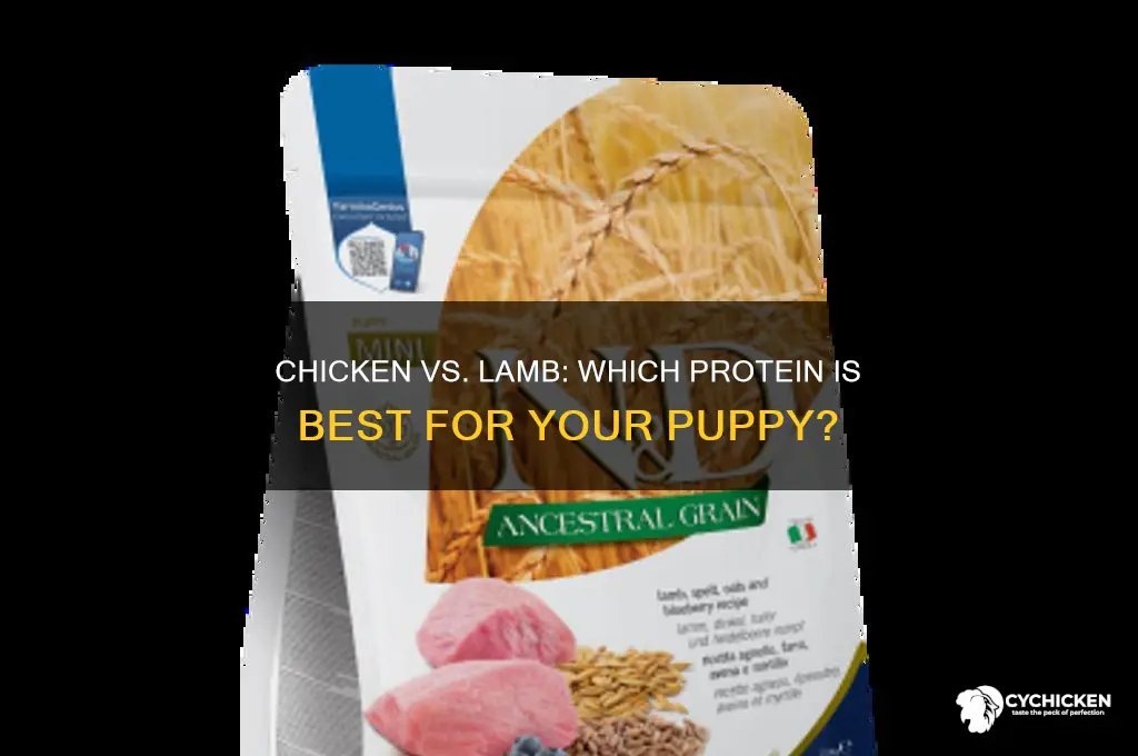 is chicken or lamb better for puppies