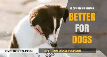 Chicken vs. Salmon: Which Protein is Best for Your Dog?
